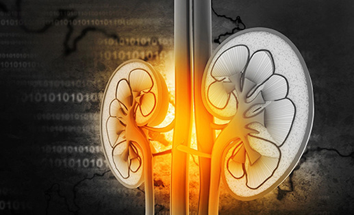A close up of two kidney shaped structures